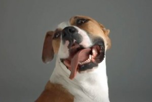 Dogs in Space