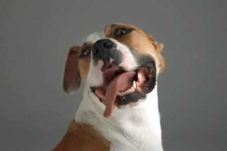 Link to: Dogs in Space