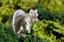 Link to: Designer Love // Silversmith