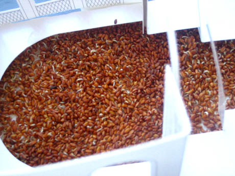 sprout 16th April UPDATE: We are spouting! (kinda!)