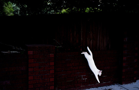 Jumping-cat