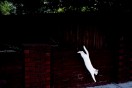 Local street photographer wins international award