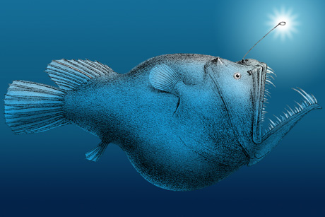 anglefish